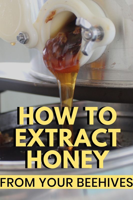 How to Extract Honey With a HandCrank Extractor Mama on the Homestead