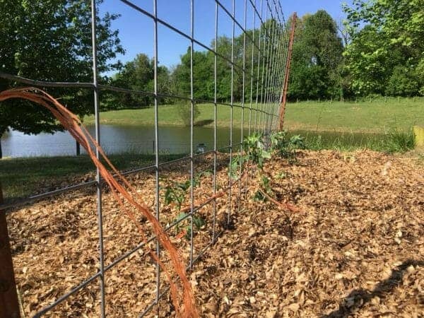 Cattle Panel Garden Trellis | 70+ Practical Homesteading Essentials You Need for Self-Sufficiency | Faithful Farmwife