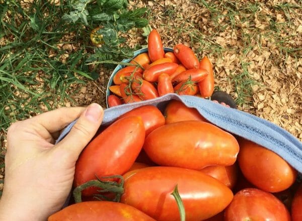 Gathering Tomatoes | 35 of the Best Spring Garden Planning Resources for a Productive Garden | Faithful Farmwife