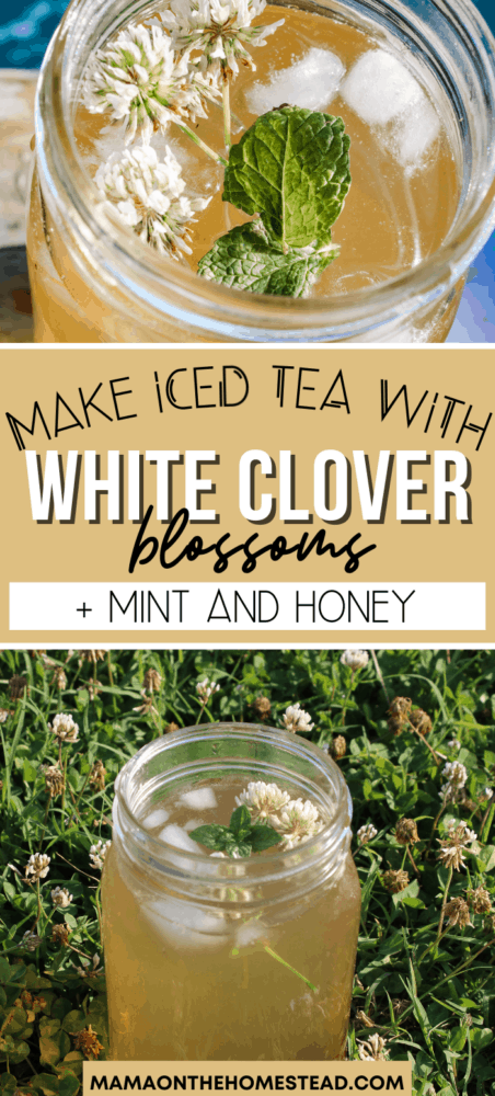 Two Images of Clover tea in a mason jar with mint sprigs. The words "Make Iced Tea with White Clover Blossoms + Mint and Honey" Pin Image
