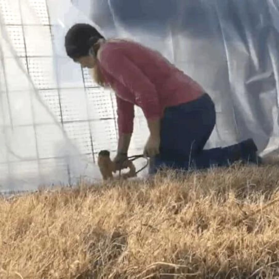 How to Winterize a Chicken Tractor Mama on the Homestead