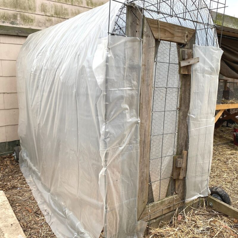 How to Winterize a Chicken Tractor Mama on the Homestead
