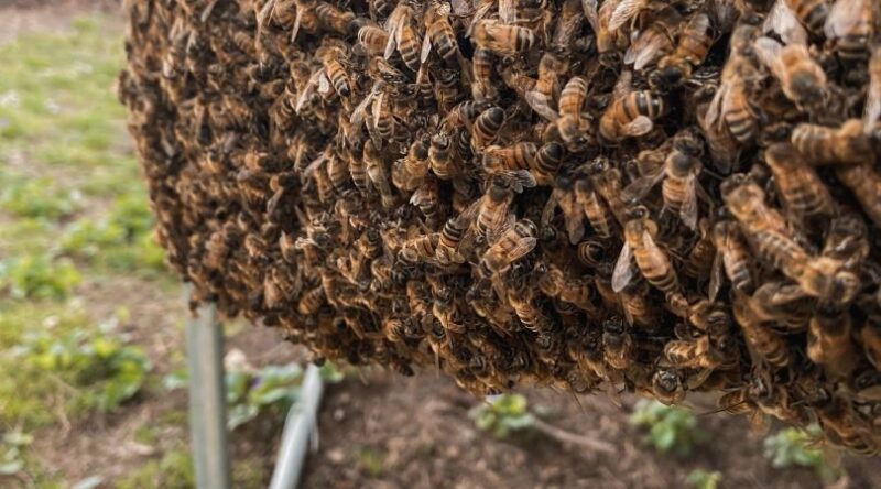 Wild Honey Bee Swarm Natural Beehive on Tree in Green Nature | Premium ...