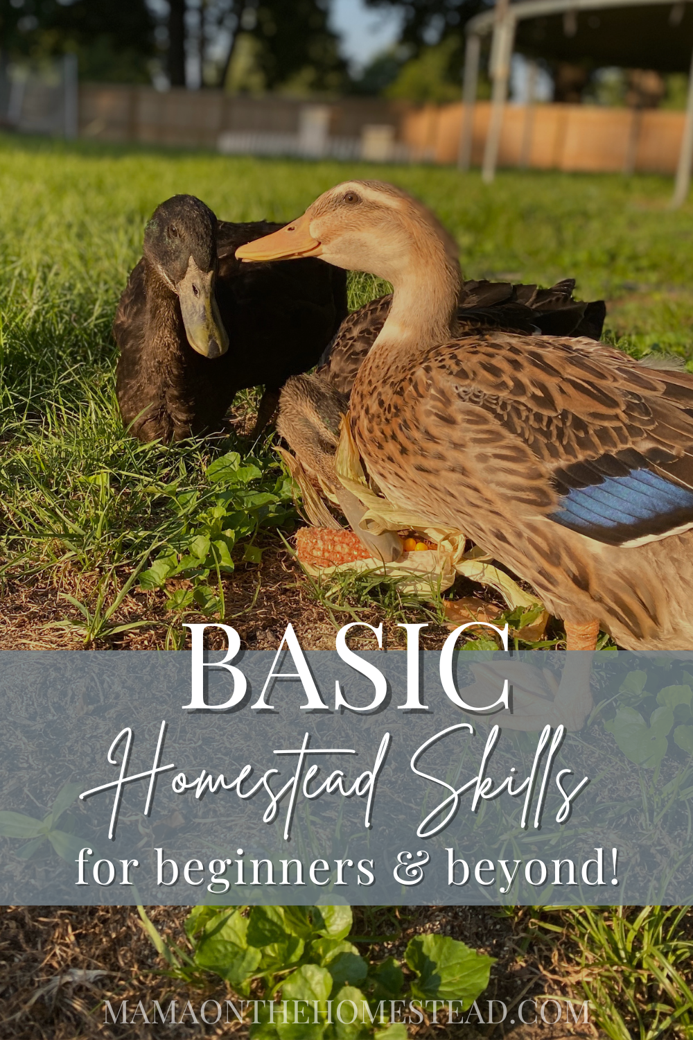 30+ Basic Homestead Skills You Need to Learn - Mama on the Homestead