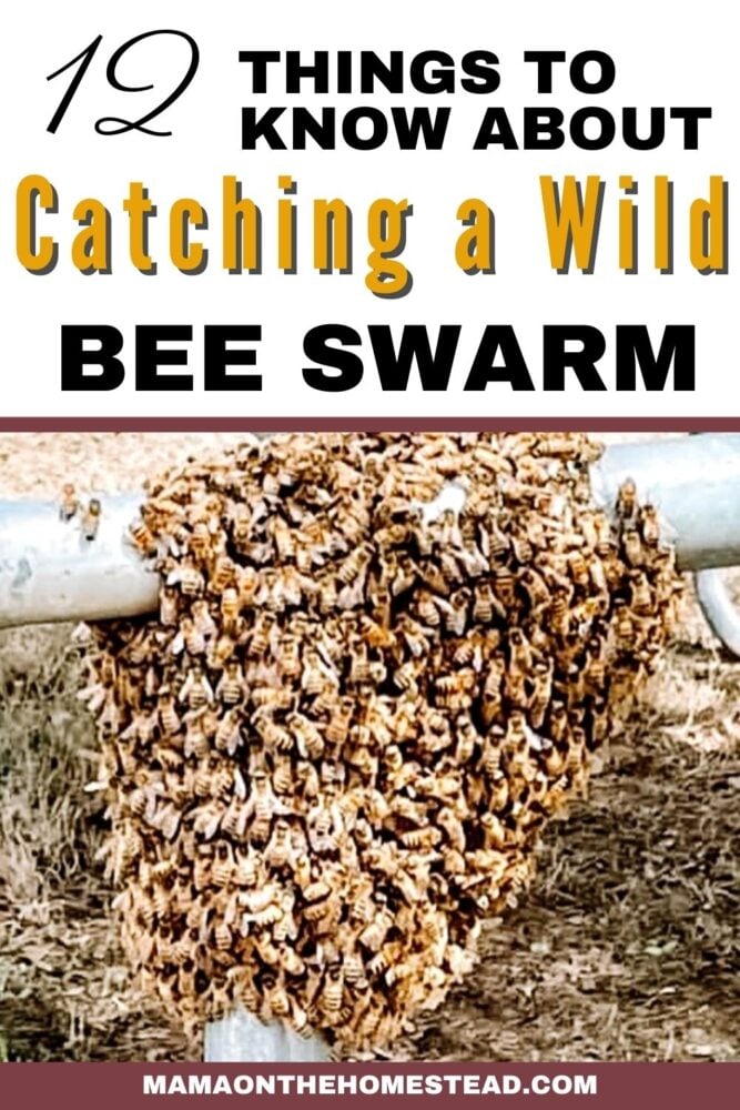 Pin image: Honeybee Swarm on a trampoline frame. Words: 12 Things to Know About Catching a Wild Bee Swarm