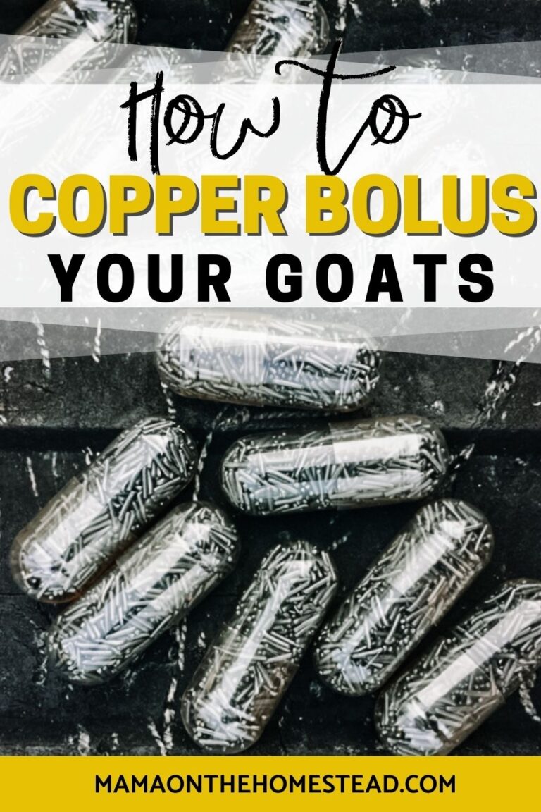 What You Need to Know About Giving Copper Bolus Mama on the Homestead