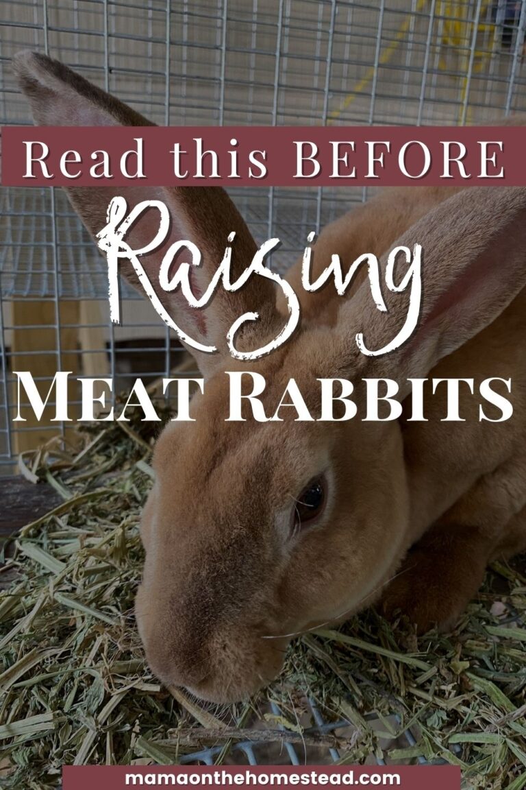 The Basics of Raising Meat Rabbits Mama on the Homestead
