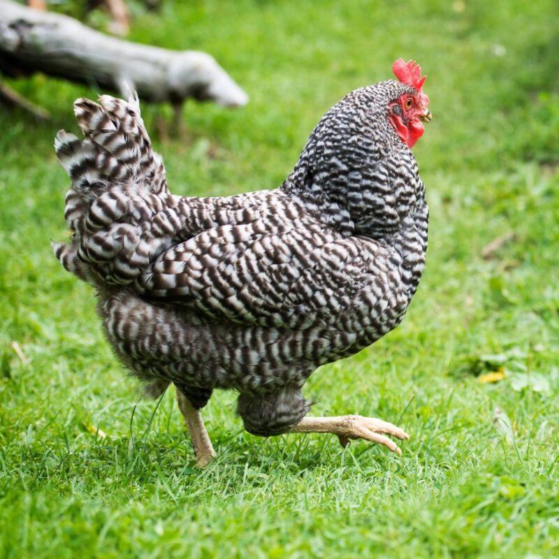 Dominique chicken