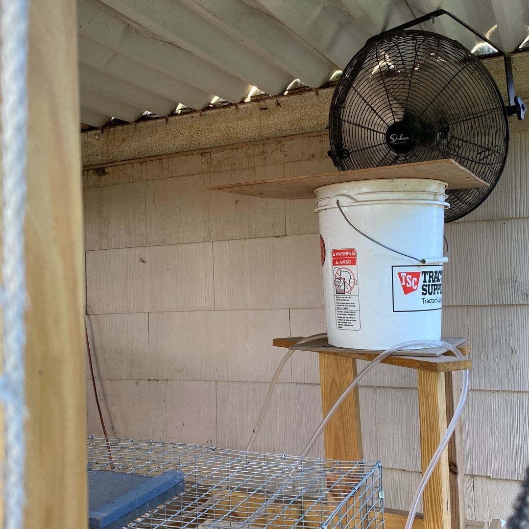 12 Ways to Keep Rabbits Cool in Summer Mama on the Homestead