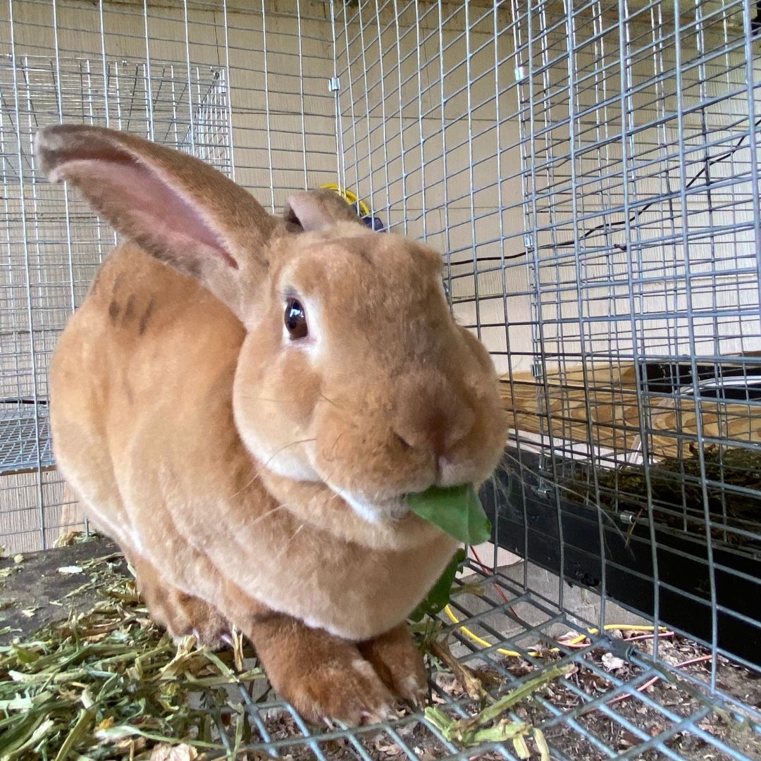 12 Ways to Keep Rabbits Cool in Summer Mama on the Homestead