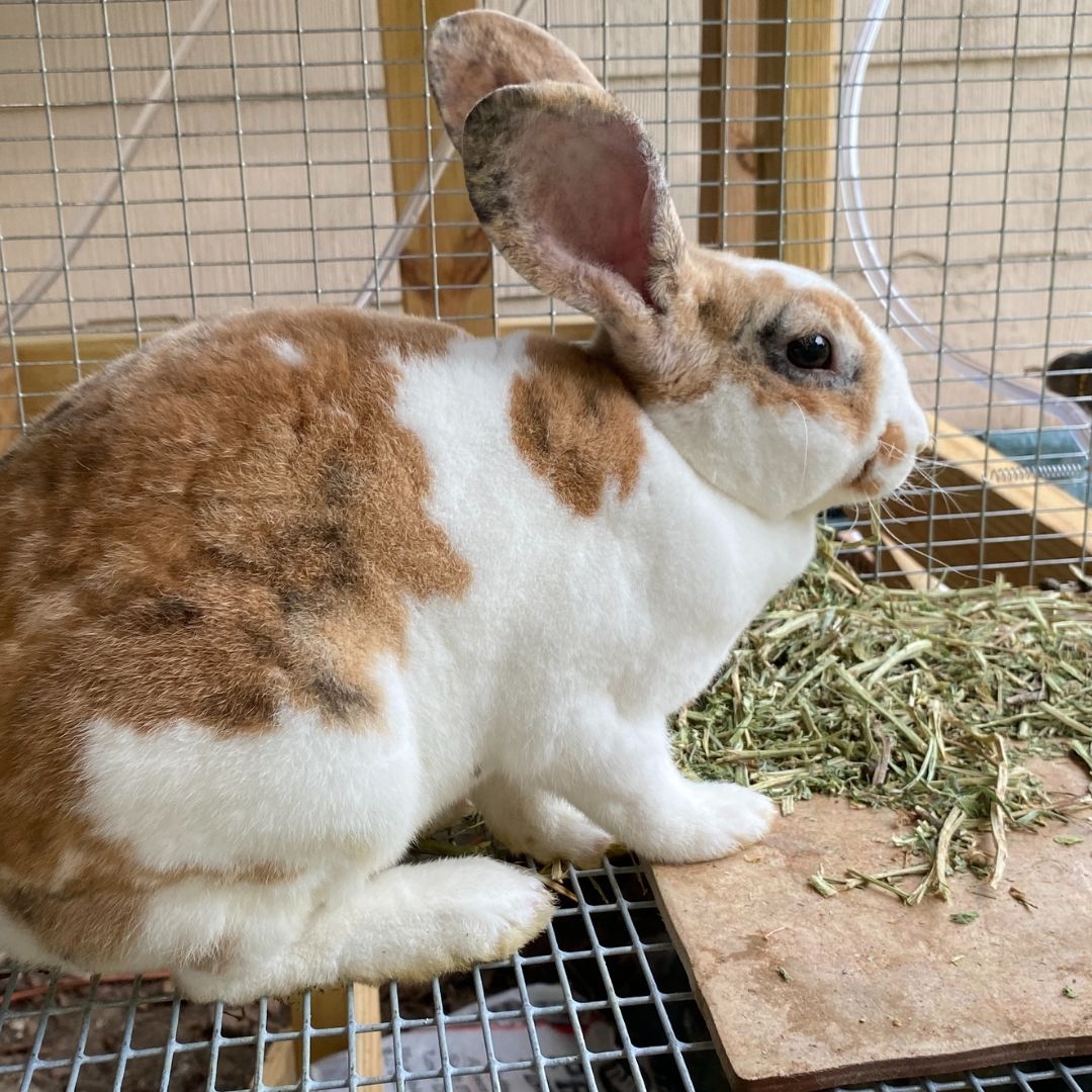 12 Ways to Keep Rabbits Cool in Summer Mama on the Homestead