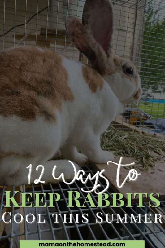 12 Ways to Keep Rabbits Cool in Summer Mama on the Homestead