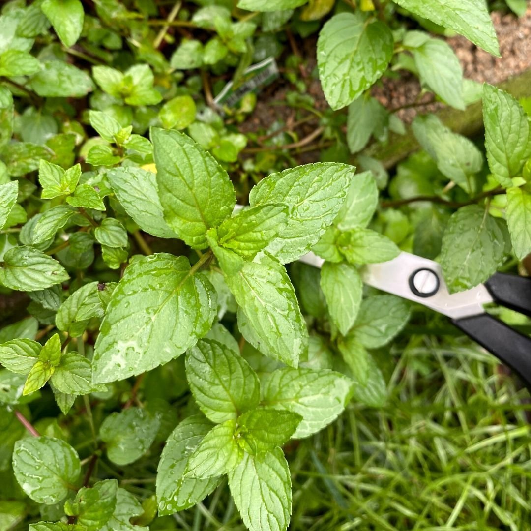 How to AirDry Herbs The Hang Drying Process Mama on the Homestead