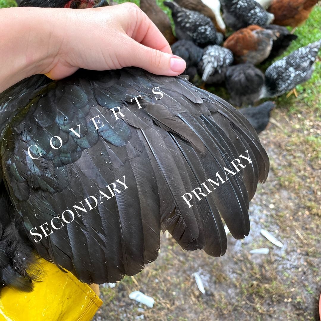How to Clip Chicken Wings Painlessly Mama on the Homestead