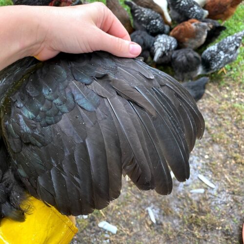 How to clip chicken wings painlessly mama on the homestead