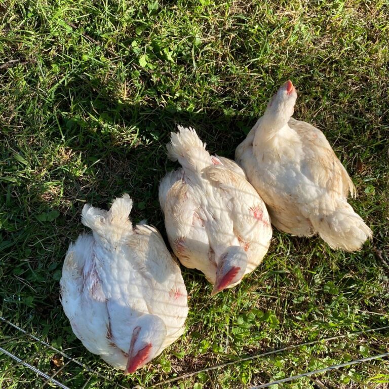7 Tips for Raising Cornish Cross Chickens Mama on the Homestead