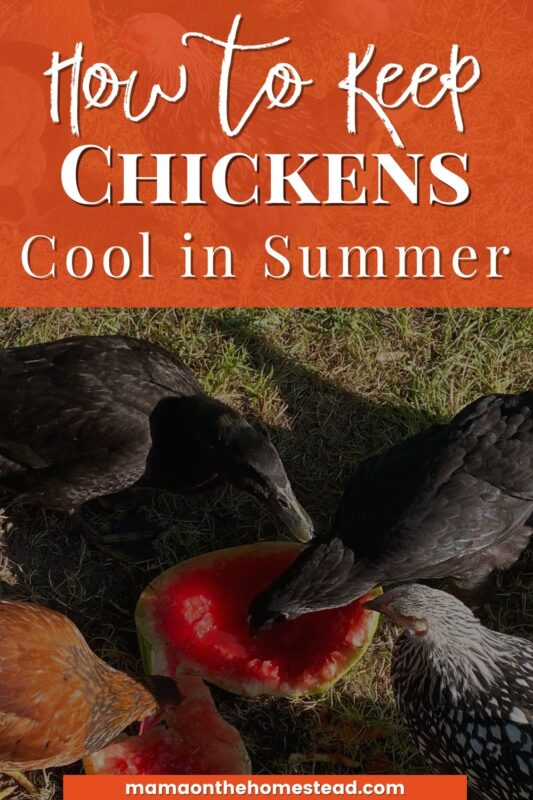 10 Ways to Keep Chickens Cool Mama on the Homestead