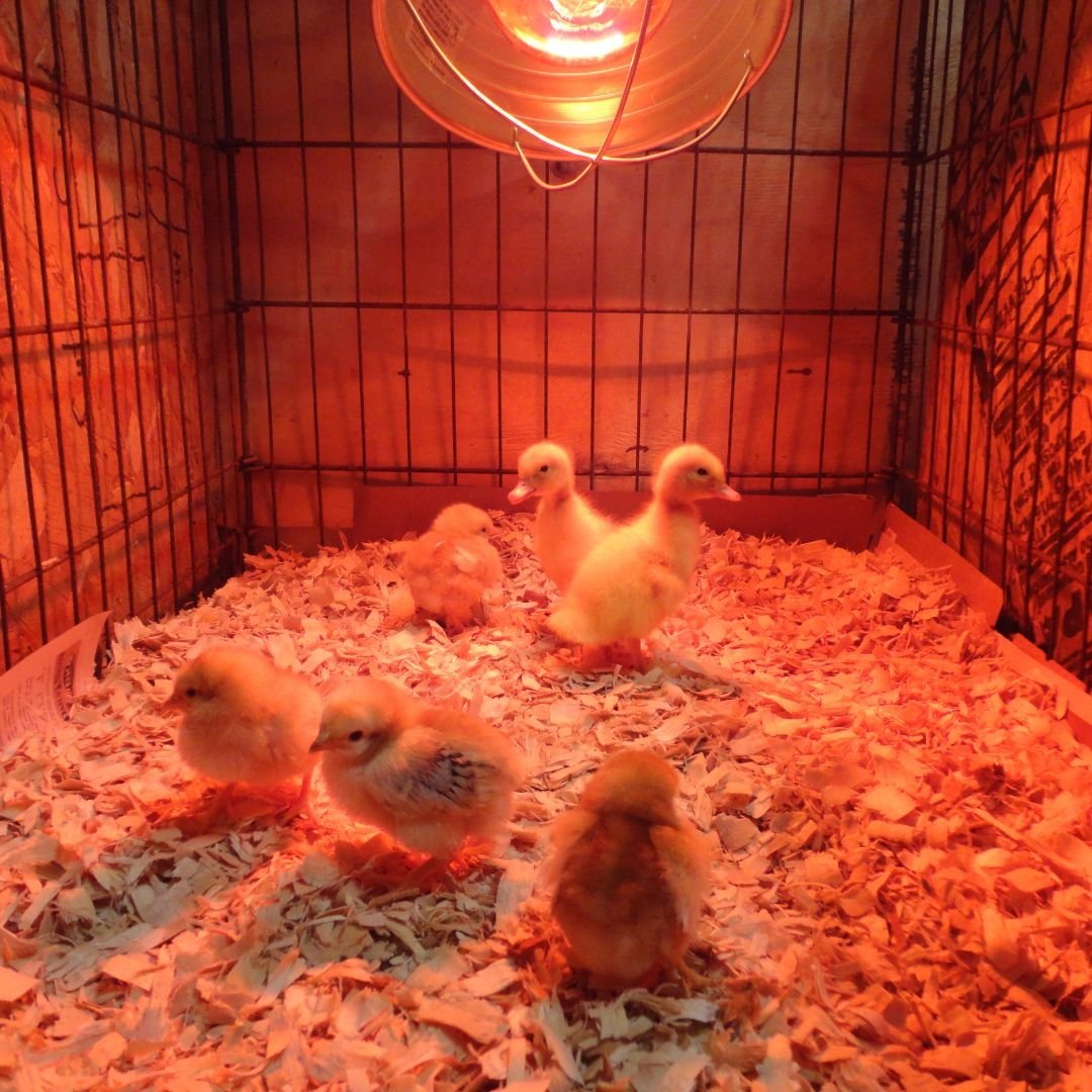 6 Safe Heat Lamp Alternatives for the Homestead Mama on the Homestead