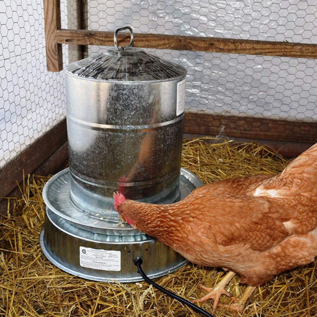 6 Tips for Keeping Chickens in Winter Mama on the Homestead