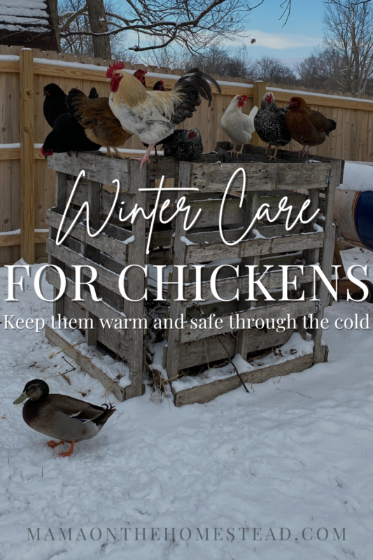 6 Tips for Keeping Chickens in Winter - Mama on the Homestead