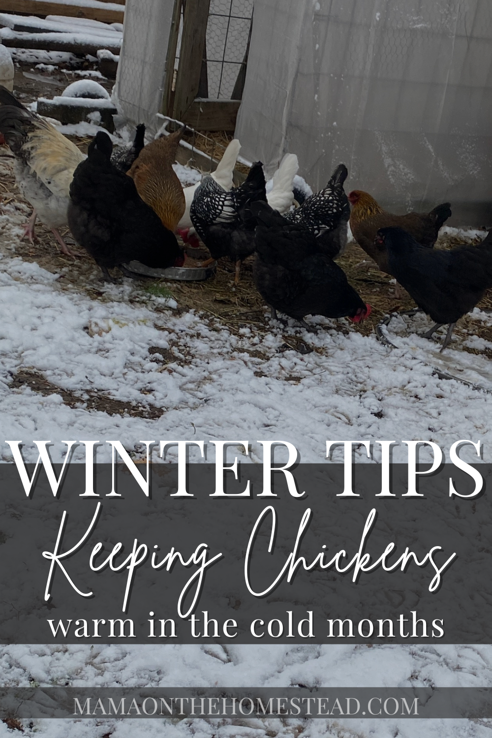 6 Tips for Keeping Chickens in Winter - Mama on the Homestead