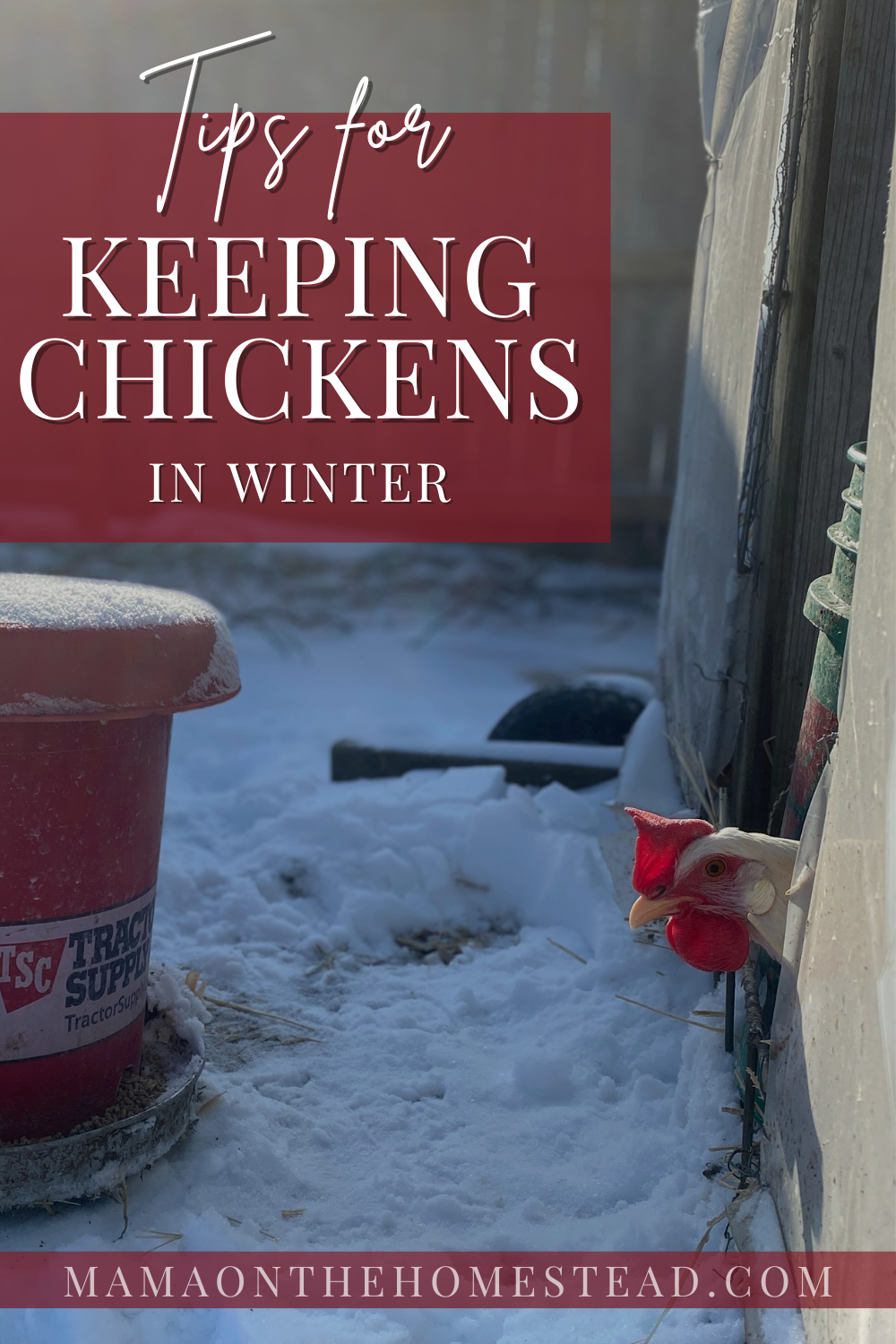 6 Tips for Keeping Chickens in Winter - Mama on the Homestead