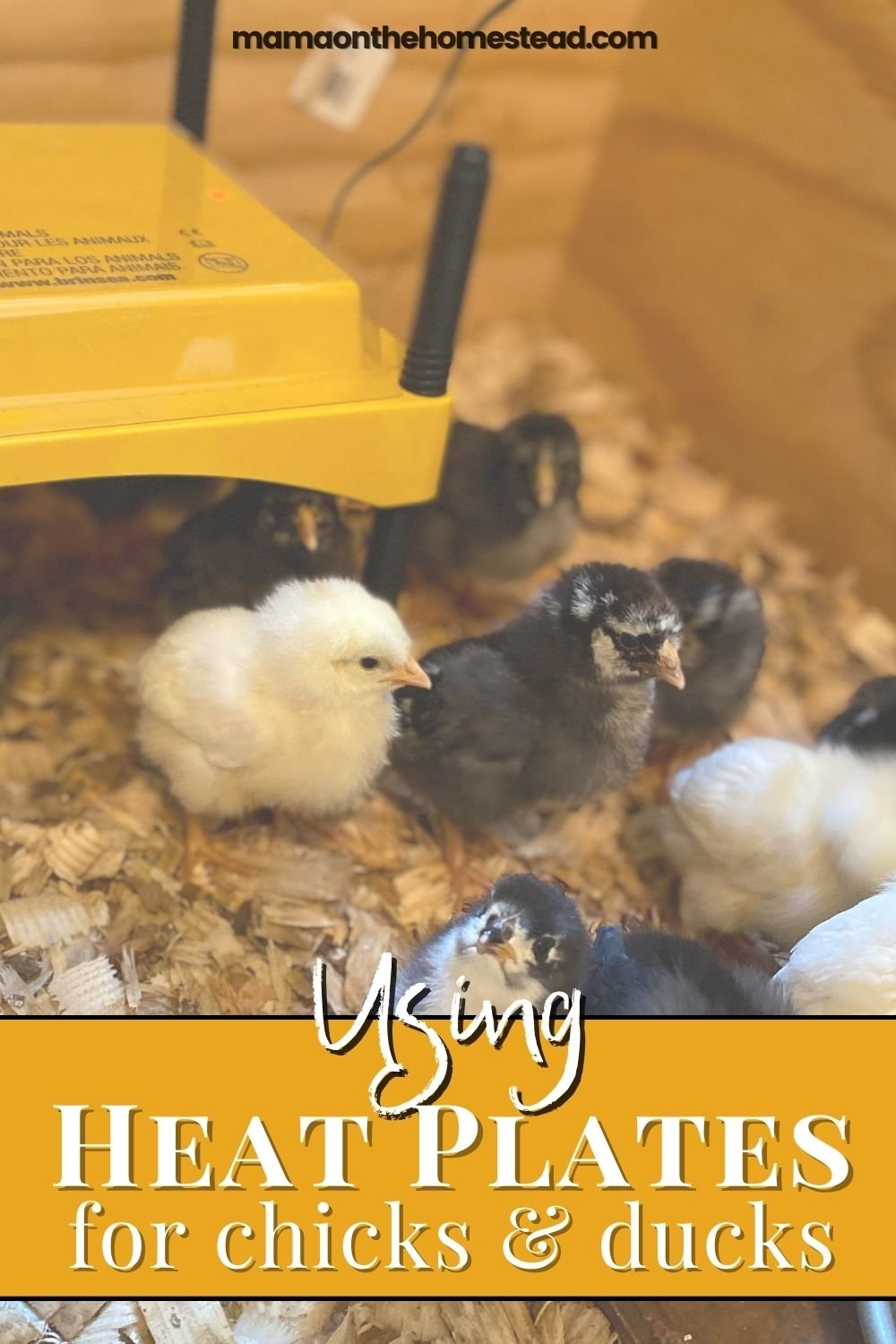 Using Heat Plates for Chickens Brooder & Coop Mama on the Homestead