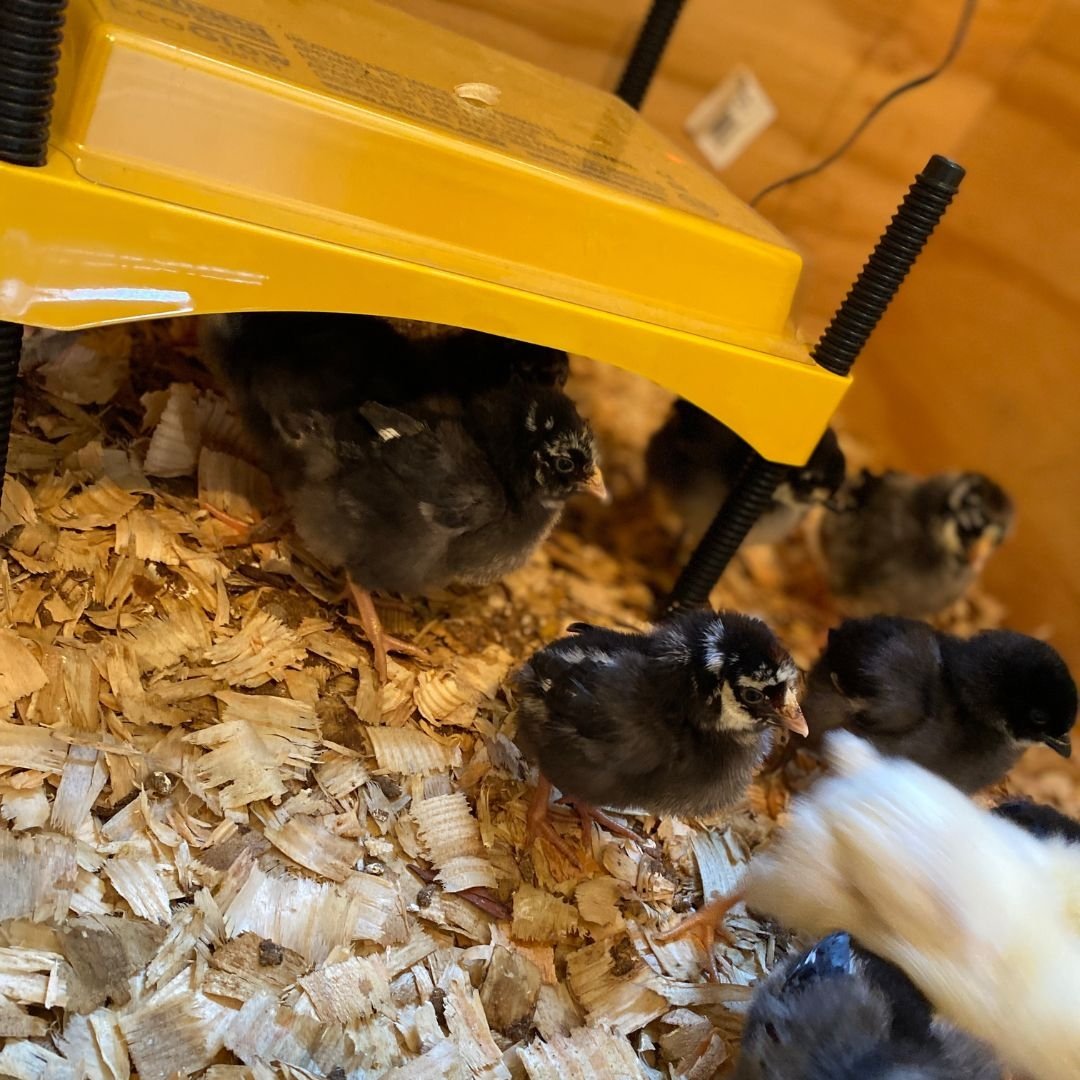 Using Heat Plates for Chickens Brooder & Coop Mama on the Homestead