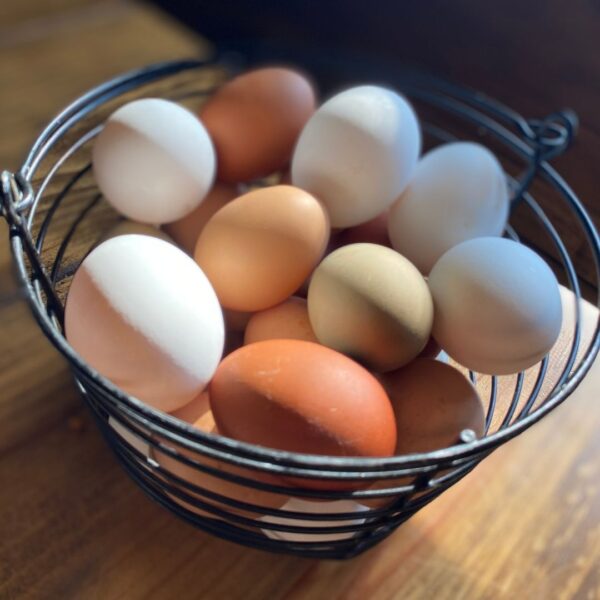 How to Store Fresh Eggs Mama on the Homestead