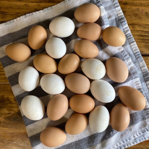 How to Store Fresh Eggs Mama on the Homestead