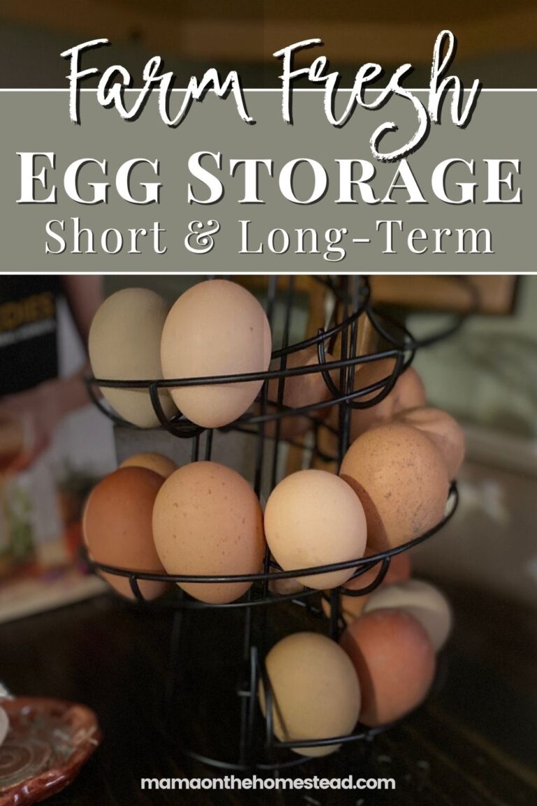 How to Store Fresh Eggs Mama on the Homestead