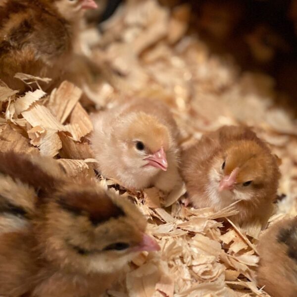 How to Set Up a Chick Brooder Mama on the Homestead