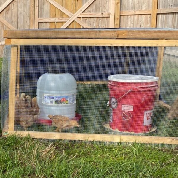 DIY 5Gallon Bucket Chicken Feeder Mama on the Homestead