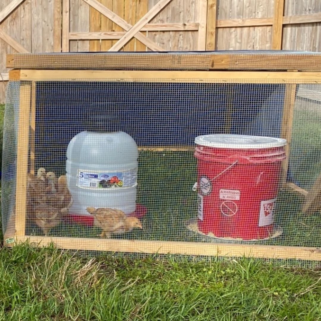 DIY 5Gallon Bucket Chicken Feeder Mama on the Homestead