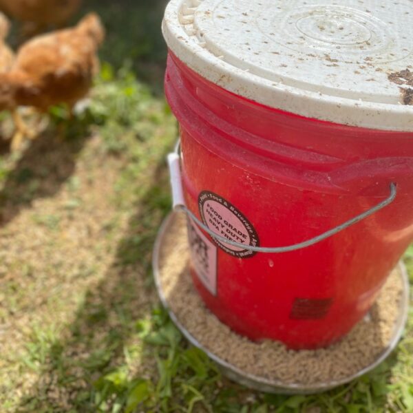 DIY 5Gallon Bucket Chicken Feeder Mama on the Homestead