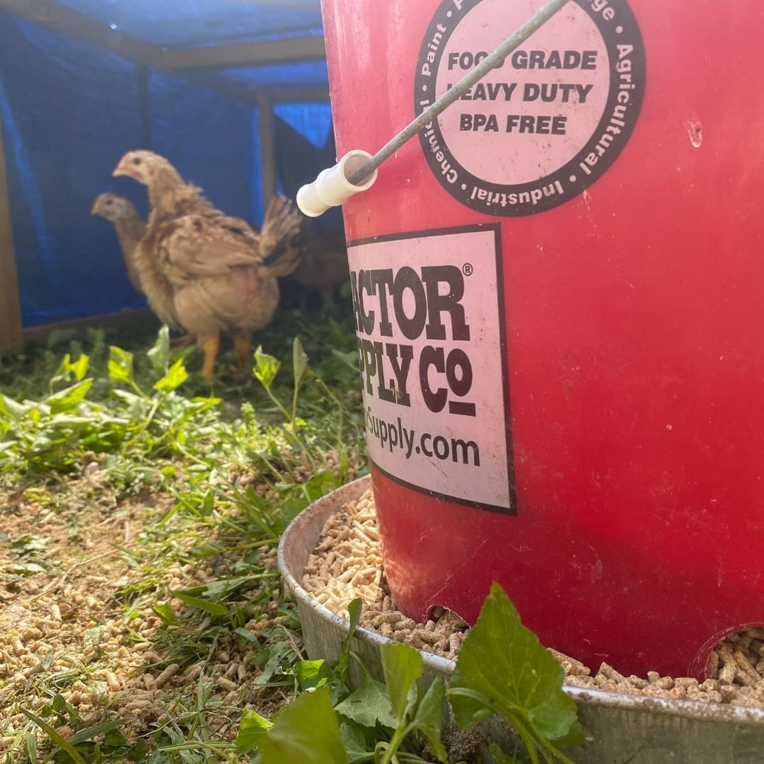DIY 5Gallon Bucket Chicken Feeder Mama on the Homestead