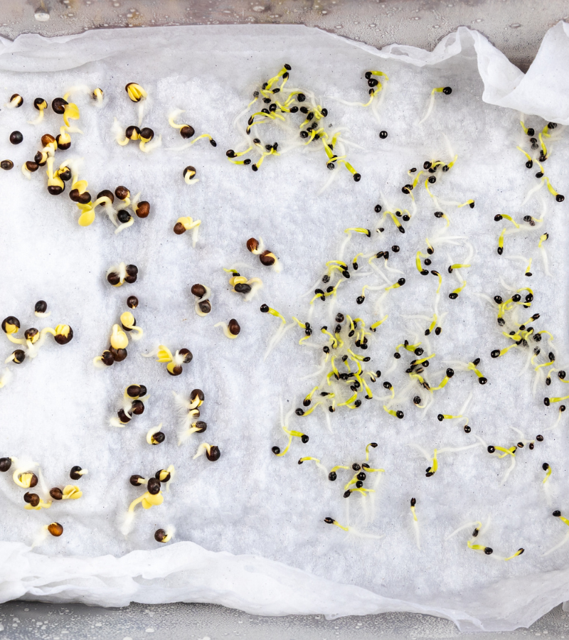seeds germinating on a damp paper towel