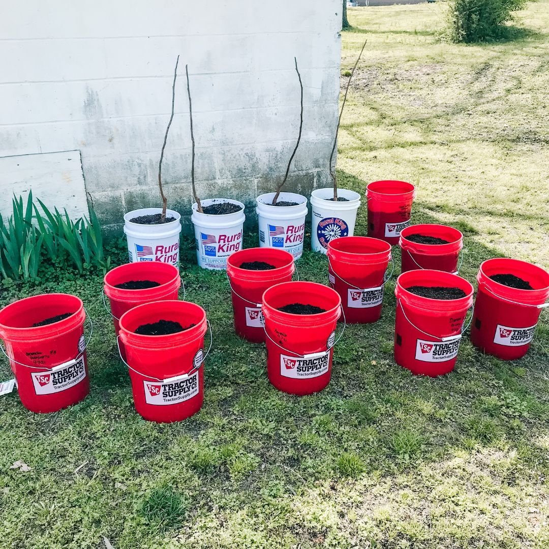 How to Set Up a DIY Bucket Container Garden Mama on the Homestead