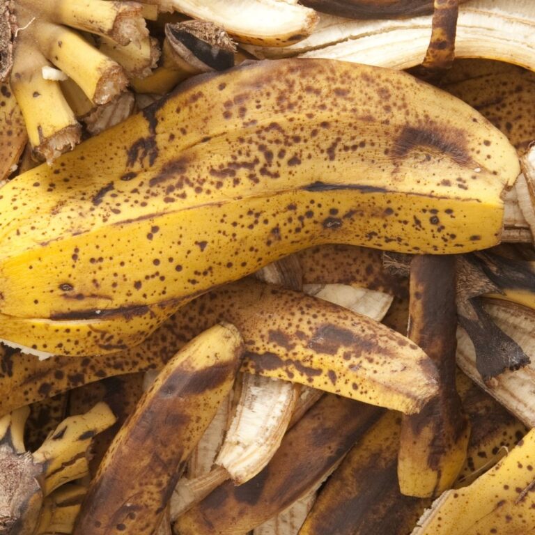 How to Make Banana peel Fertilizer for the Garden Mama on the Homestead