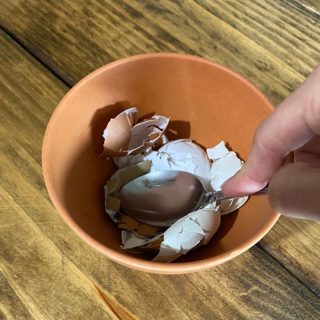 Feeding Eggshells to Chickens Benefits, Issues, and Tips Mama on the