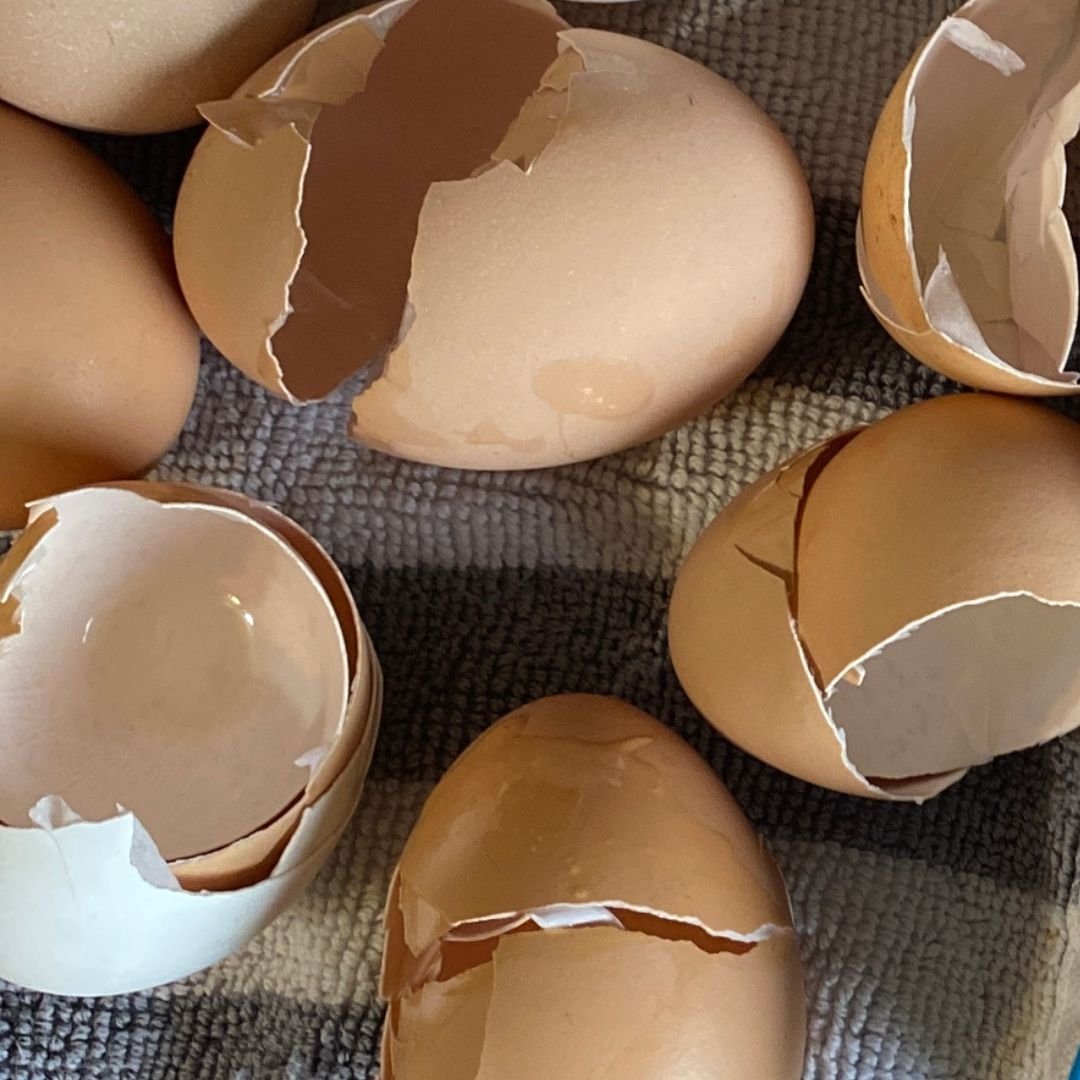 Feeding Eggshells to Chickens Benefits, Issues, and Tips Mama on the