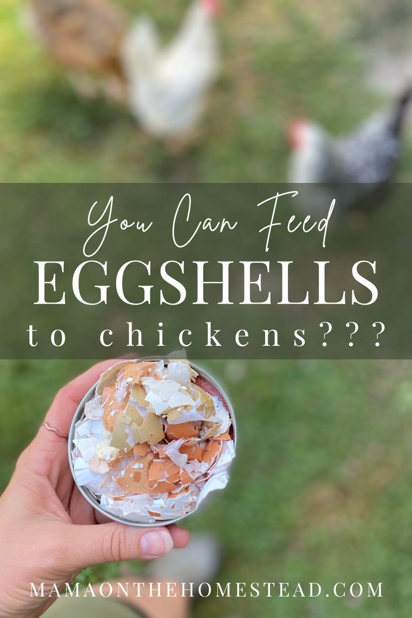 Feeding Eggshells to Chickens Benefits, Issues, and Tips Mama on the