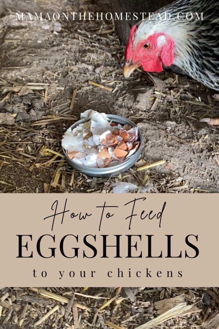 Feeding Eggshells to Chickens Benefits, Issues, and Tips Mama on the