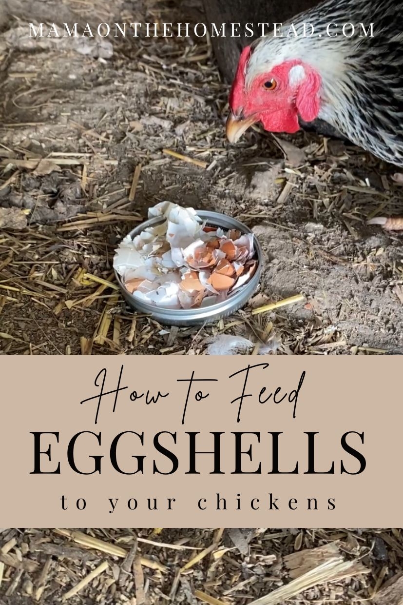 Feeding Eggshells to Chickens Benefits, Issues, and Tips Mama on the