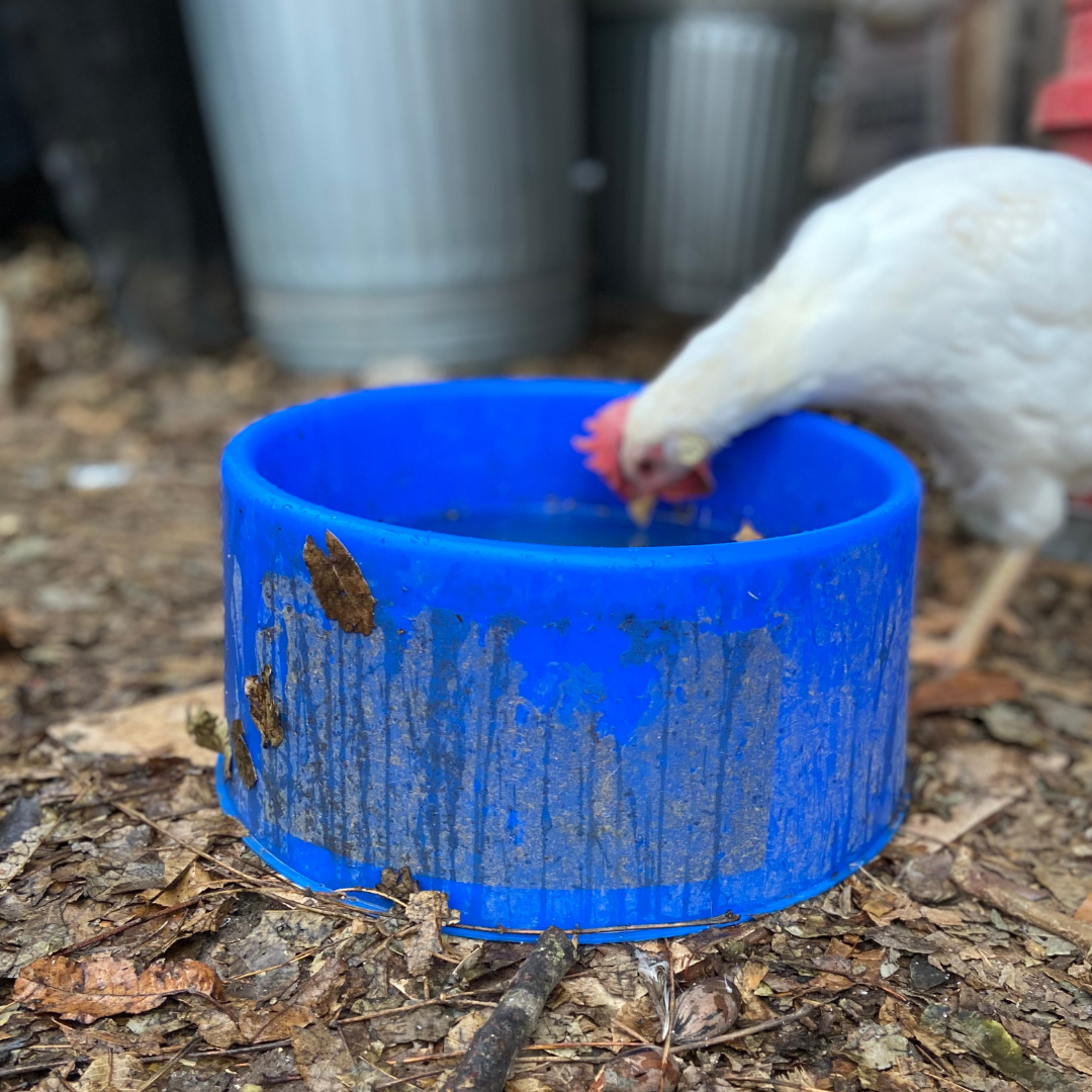7 Ways to Keep Livestock Water from Freezing Mama on the Homestead