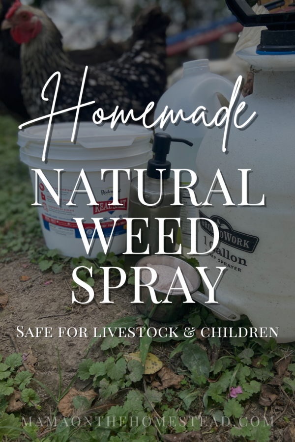 Homemade Natural Weed Spray Recipe - Mama on the Homestead