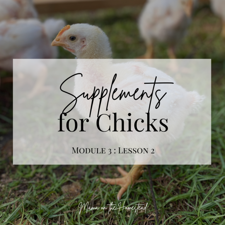 Broilers: From Brooder to Butcher Course - Mama on the Homestead