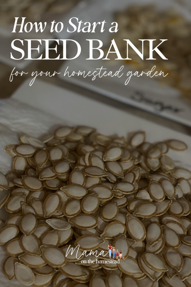 How to Start a Seed Bank for Your Homestead Garden | Mama on the Homestead
