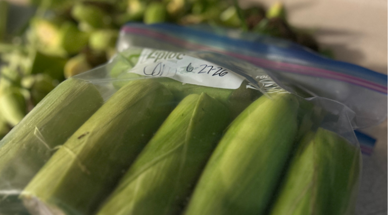 How to Freeze Sweet Corn: On or Off the Cob