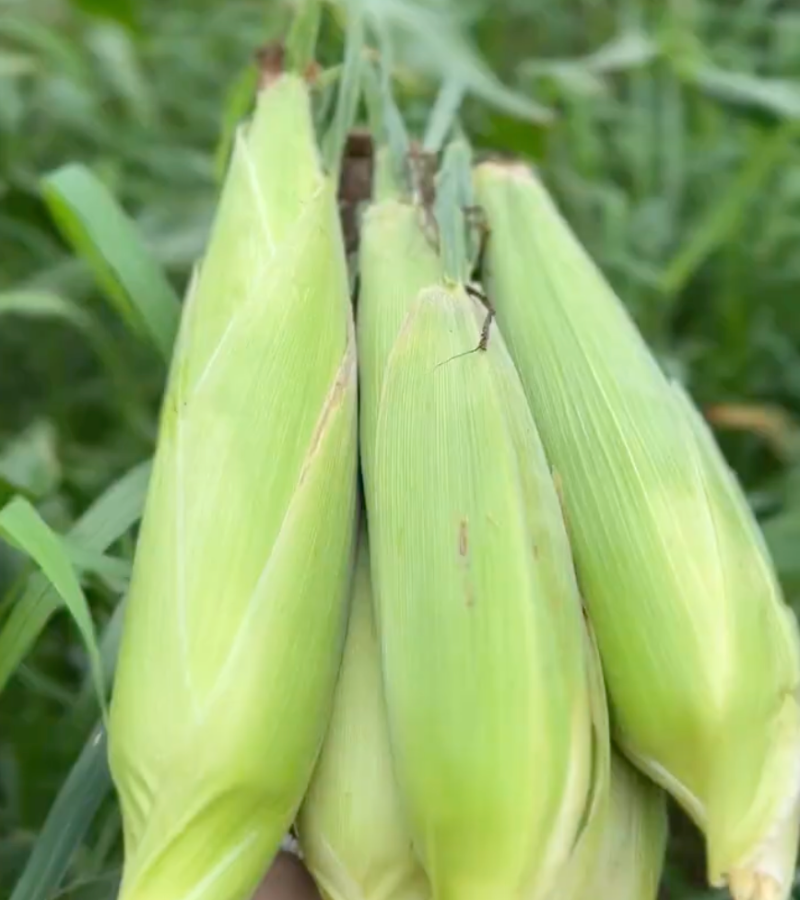 sweet corn pile